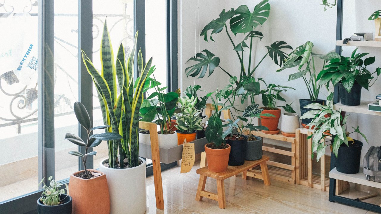 Minimalist home interior decorated with green plants